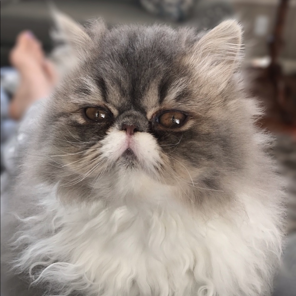 Meet your Posher, Brooke